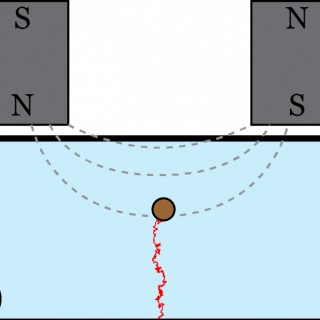 Cartoon of magnetic tweezer assay of polymer elasticity